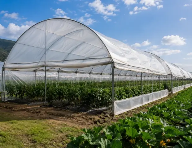 Filas de cultivo bajo cubierta plástica agrícola